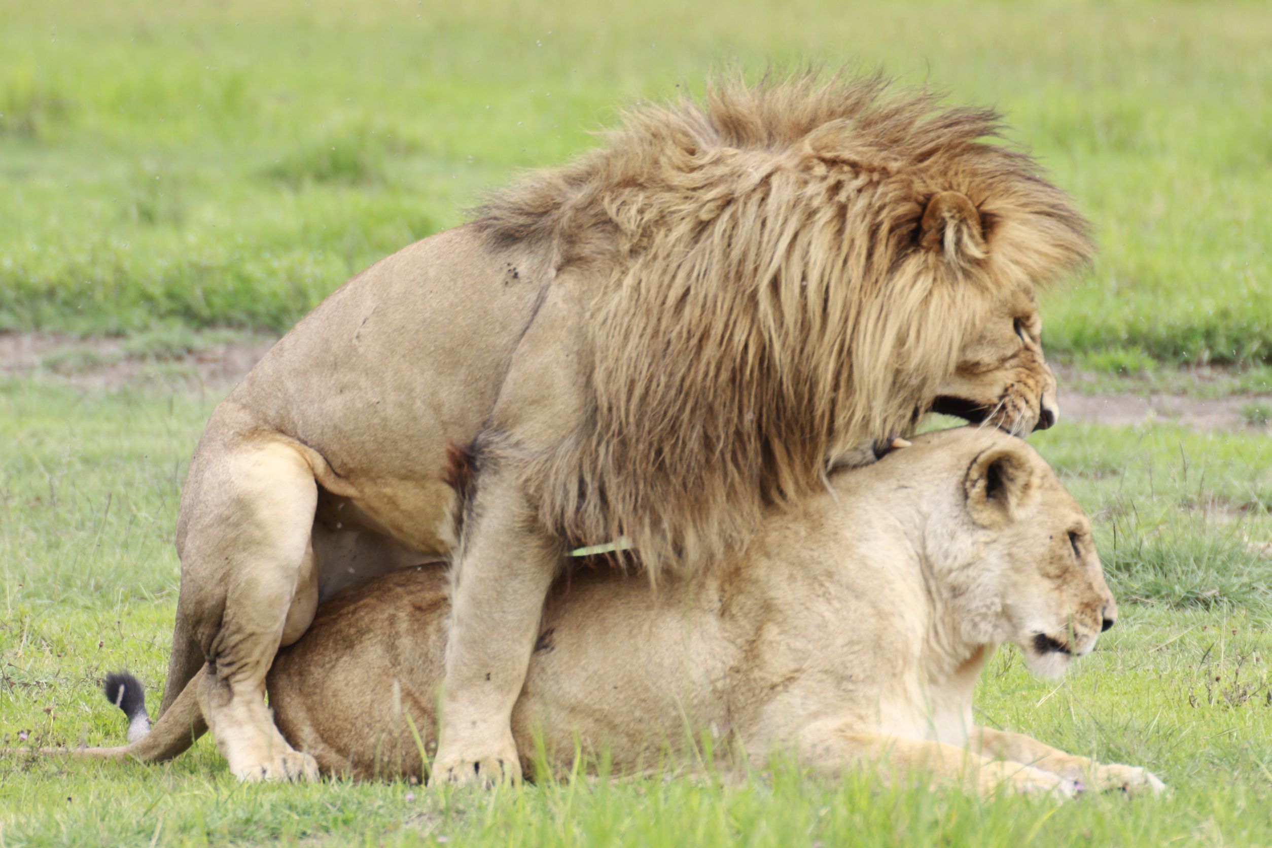 Lion mating video